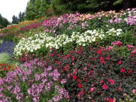 Bodensee - Mainau
