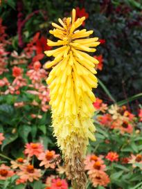 Bodensee - Mainau