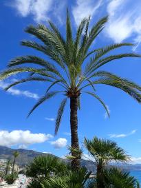 Cap Martin