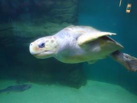 Antibes Marineland