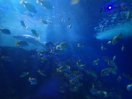 Antibes Marineland