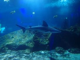 Antibes Marineland