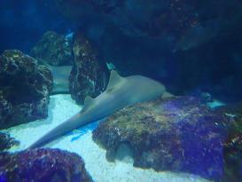 Antibes Marineland