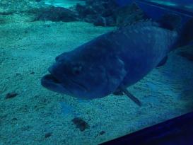 Antibes Marineland