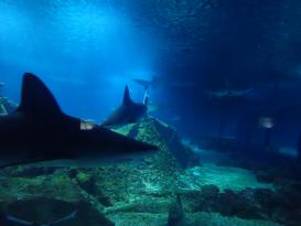 Antibes Marineland
