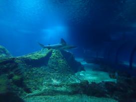 Antibes Marineland