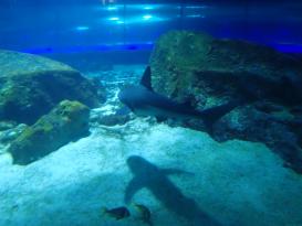 Antibes Marineland
