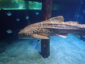 Antibes Marineland