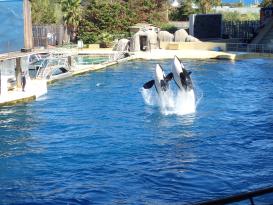 Antibes Marineland