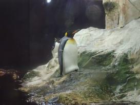 Antibes Marineland