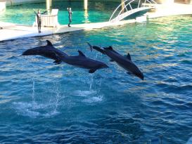 Antibes Marineland