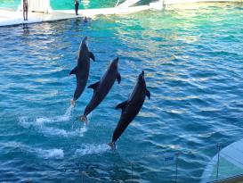 Antibes Marineland