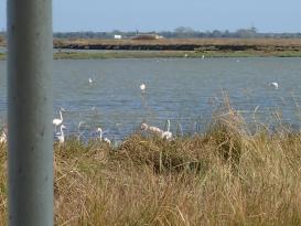 Laguna Valli di Comacchio